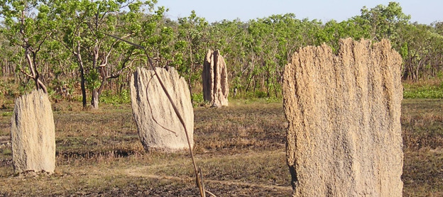 Litchfield_National_Park-Termite_mounds