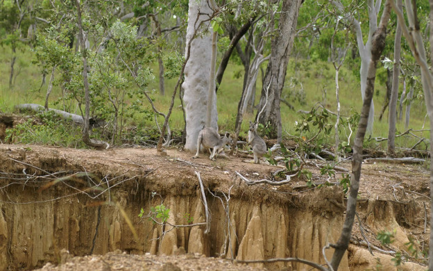 Local-Kangaroos