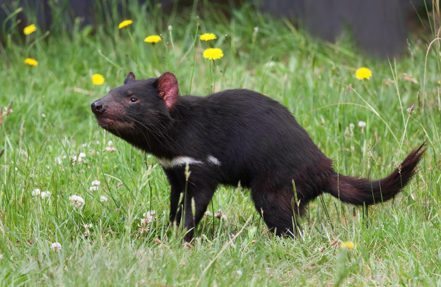 Sarcophilus_harrisii_taranna